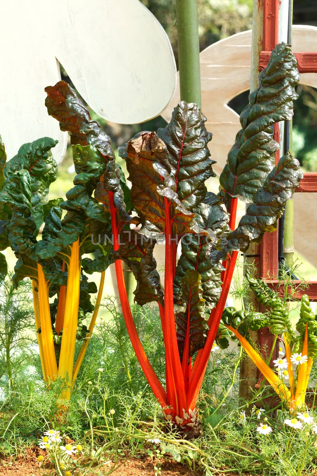 Mangold or Swiss chard 'Rainbow'