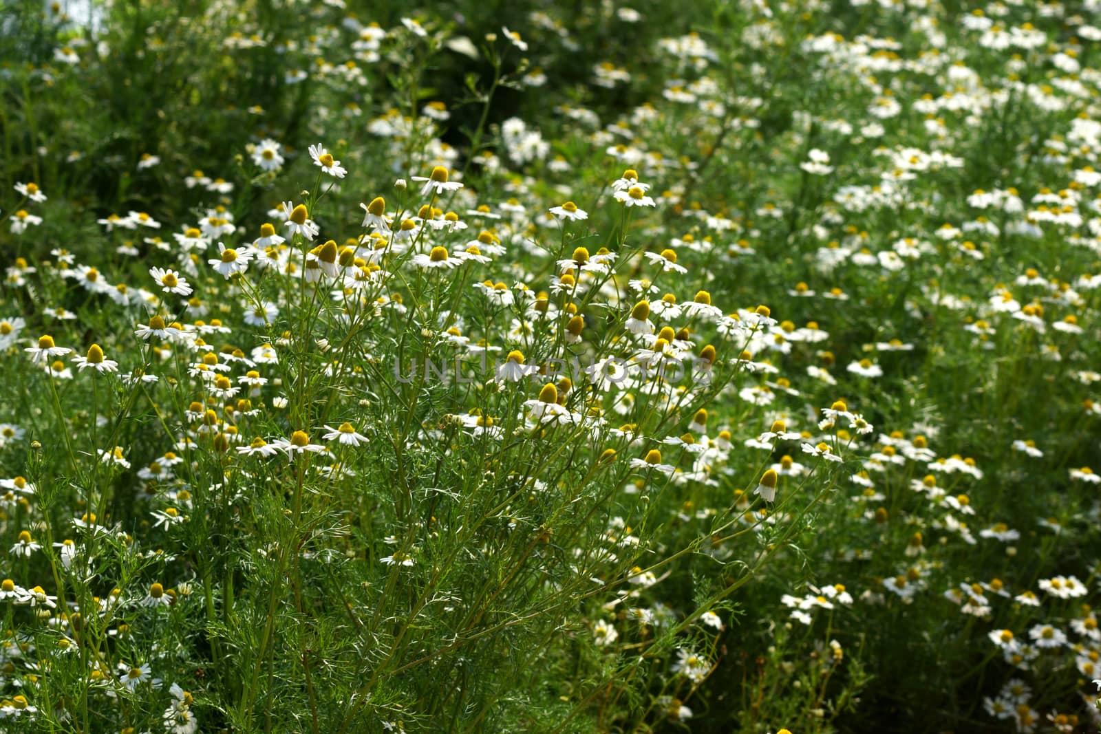 Chamomile flowers on the walkway in the vegetable garden.