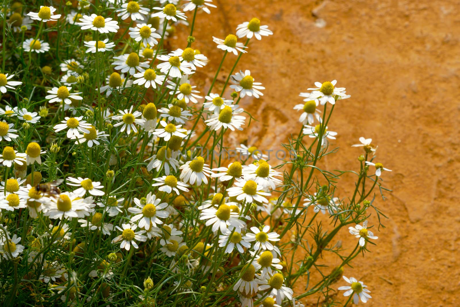 Chamomile flowers on the walkway in the vegetable garden.