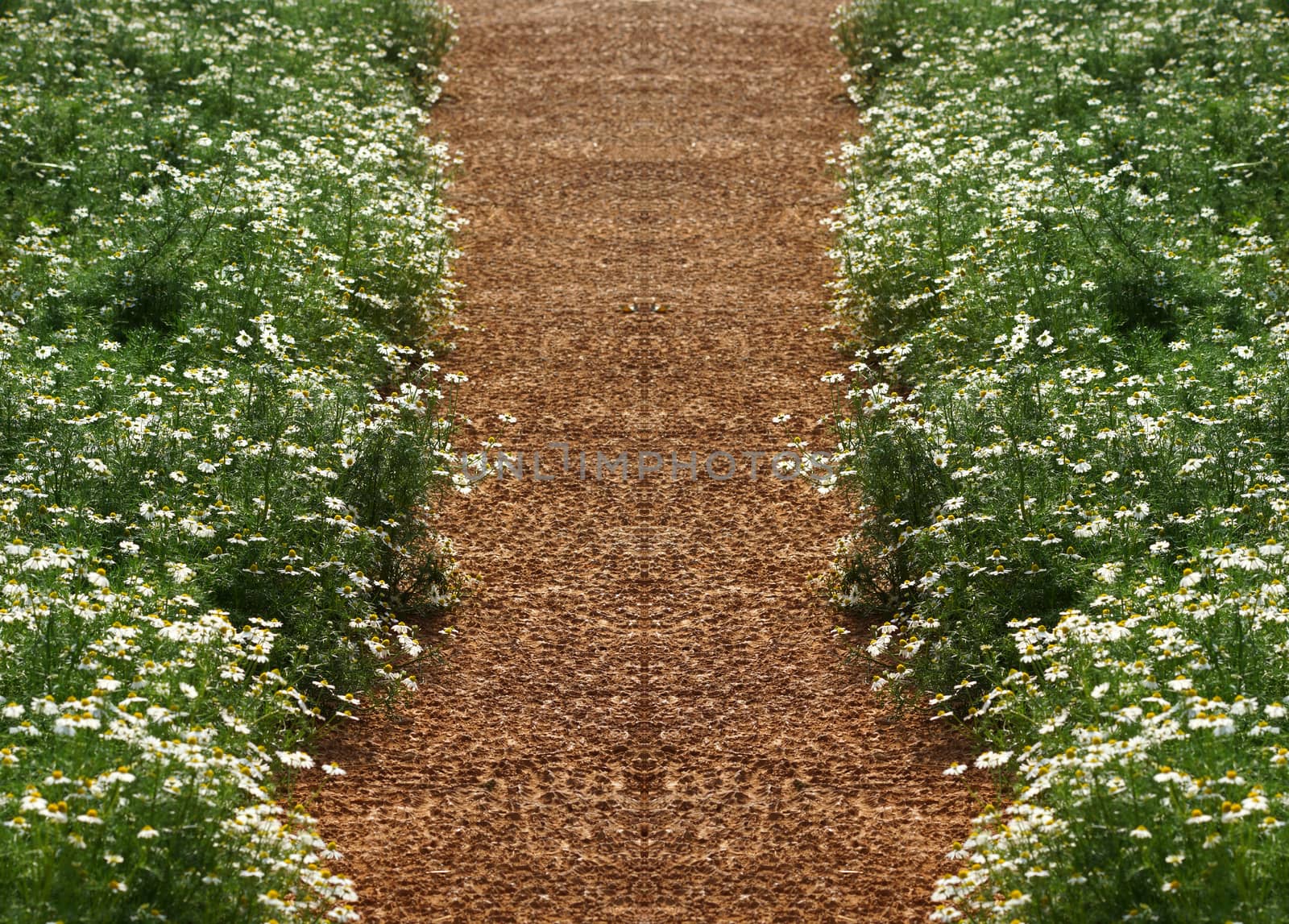 Chamomile flowers on the walkway in the vegetable garden.