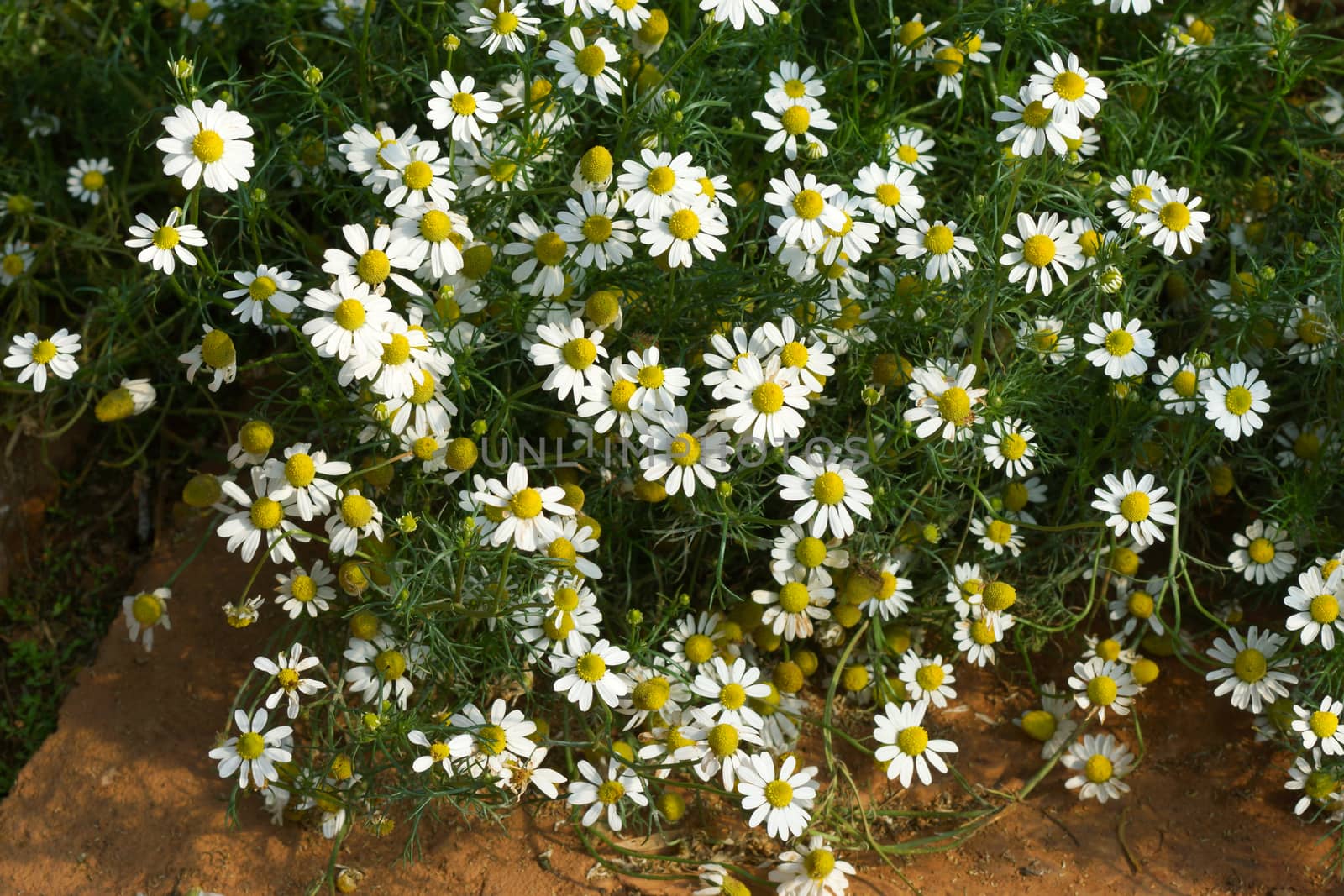 Chamomile flowers on the walkway in the vegetable garden.