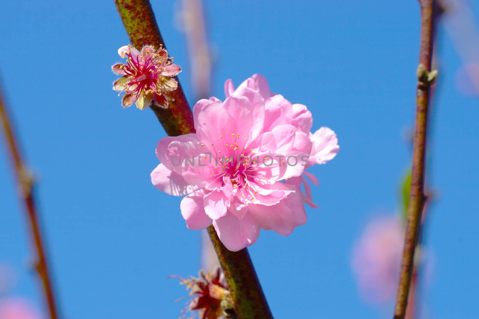 Peach flower (Prunus persica) by Noppharat_th