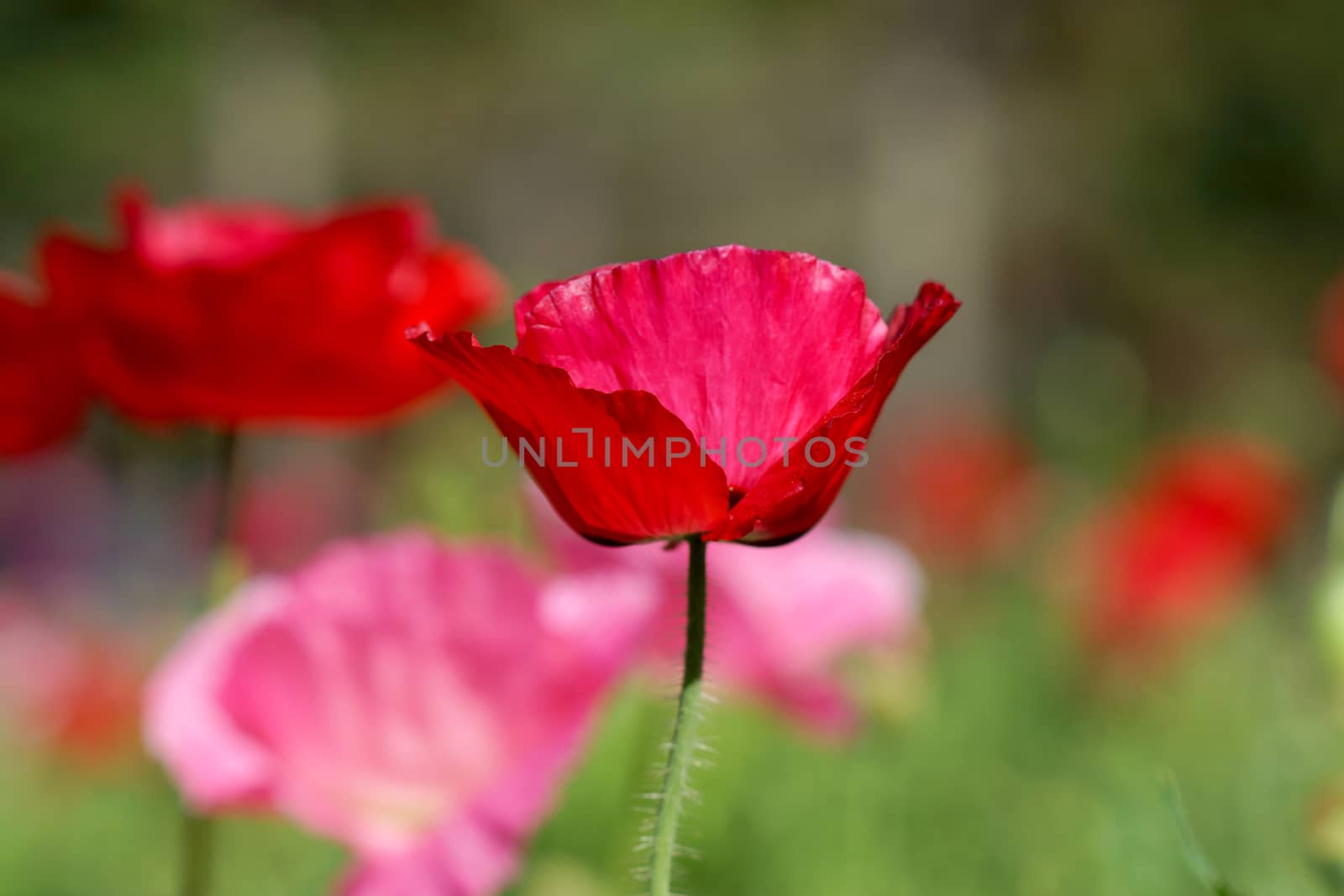 Poppy flowers in the garden by Noppharat_th