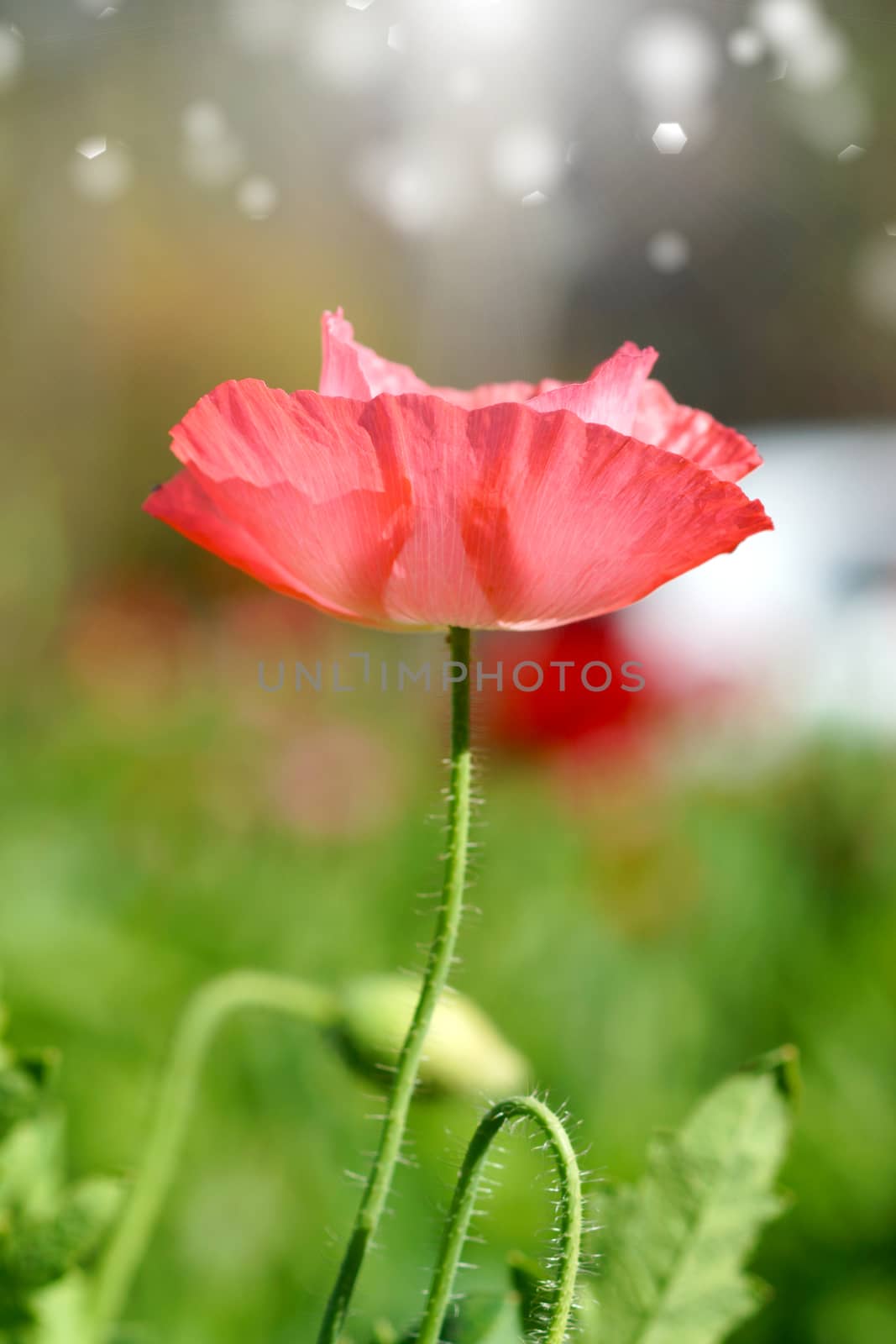 Poppy flowers in the garden