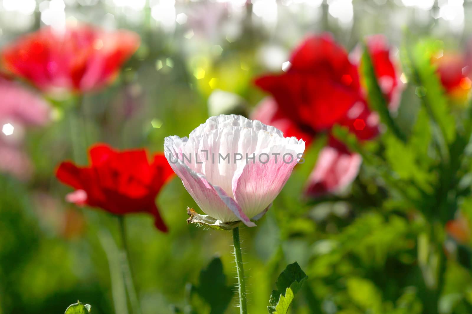 Poppy flowers in the garden by Noppharat_th