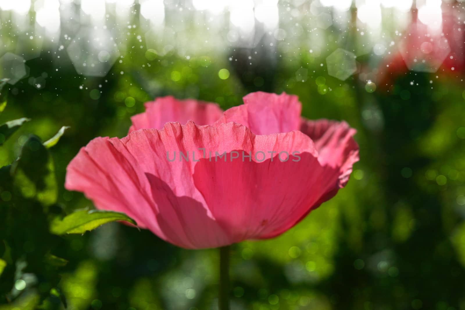 Poppy flowers in the garden