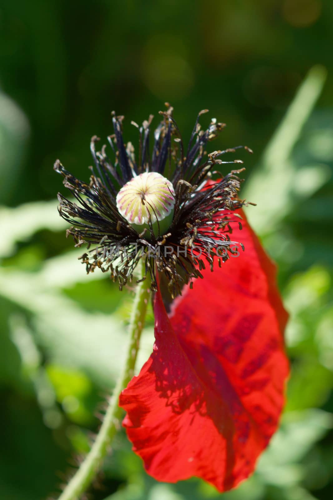 Poppy flowers in the garden