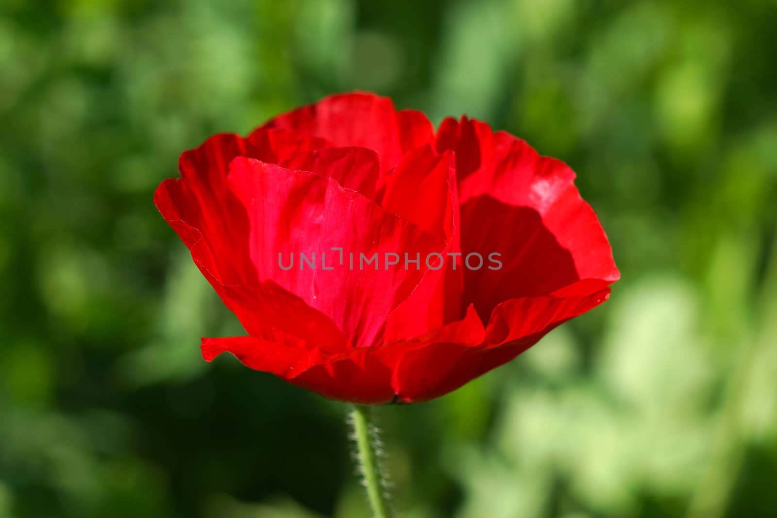 Poppy flowers in the garden by Noppharat_th