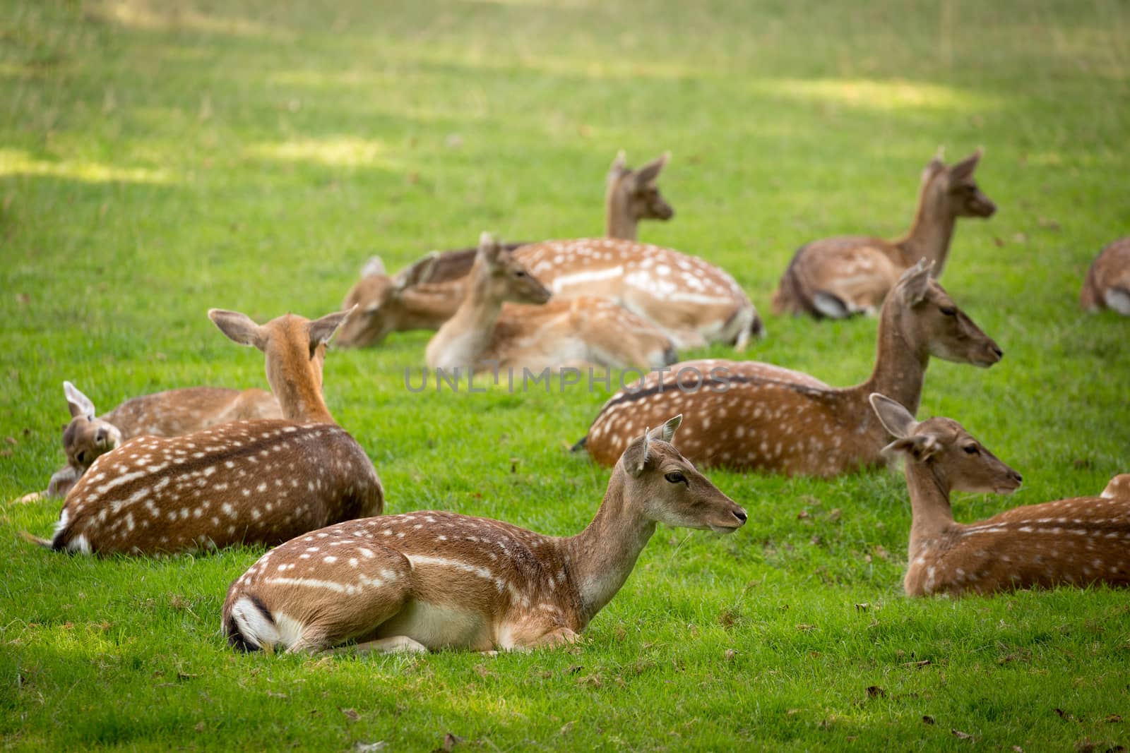 Herd of Fallow Deers (lat. dama dama) on a meadow by fisfra