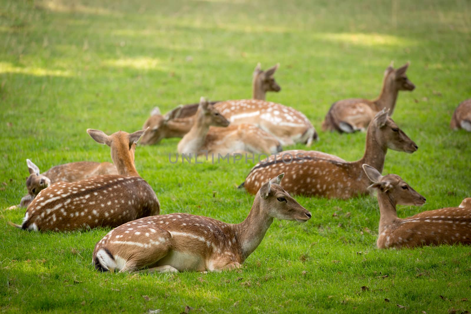 Herd of Fallow Deers (lat. dama dama) on a meadow