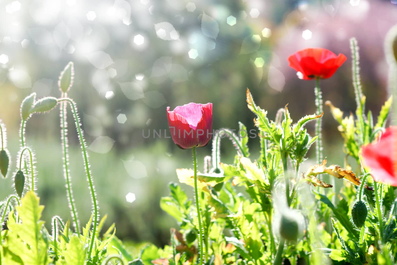 Poppy flowers in the garden by Noppharat_th