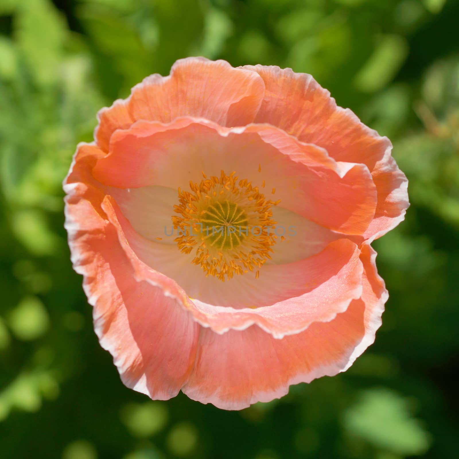 Poppy flowers in the garden