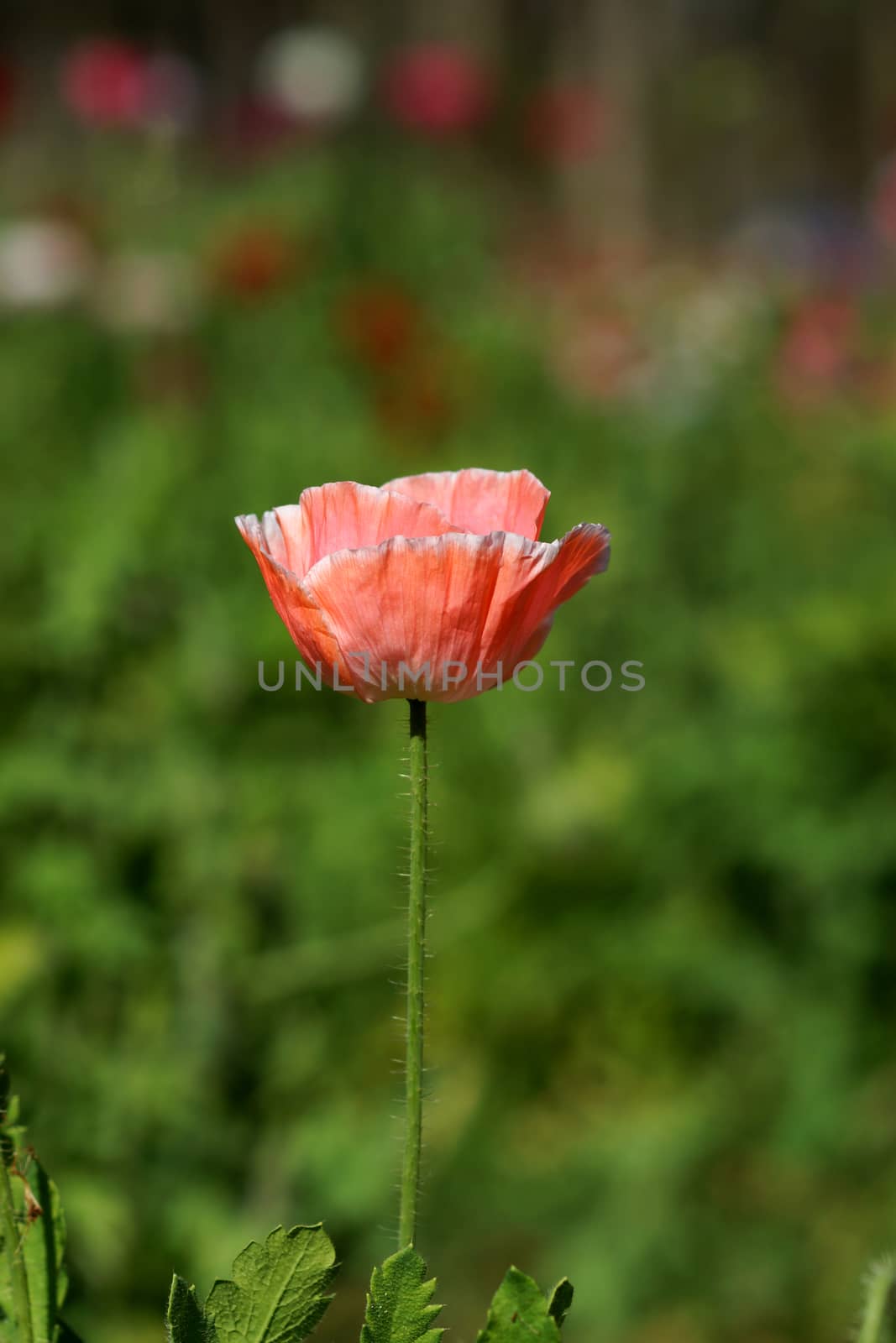 Poppy flowers in the garden