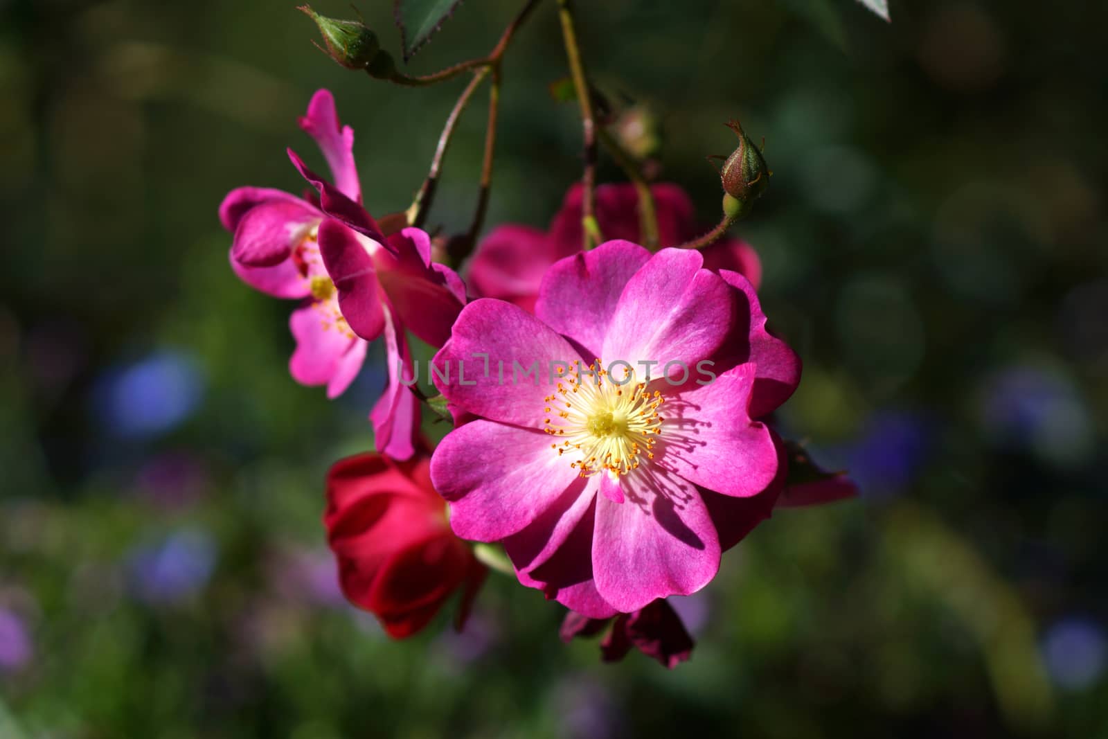 Red roses close up.