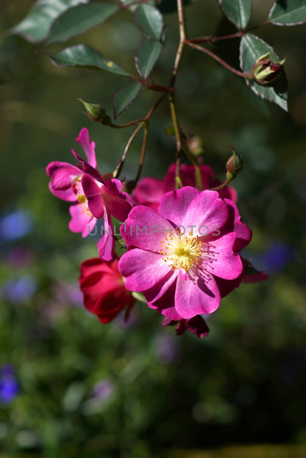 Red roses close up.