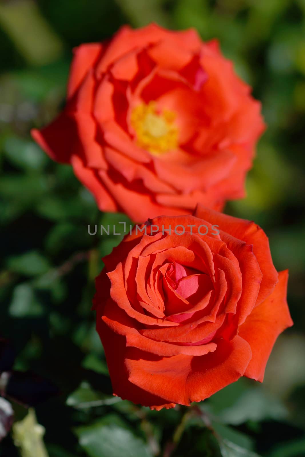 Red roses close up.