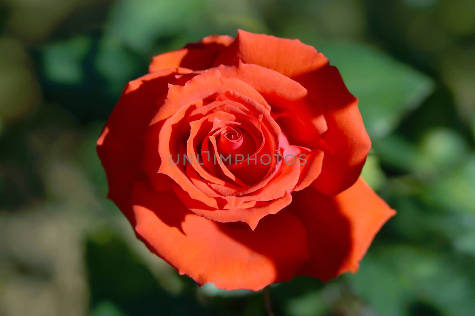 Red roses close up. by Noppharat_th