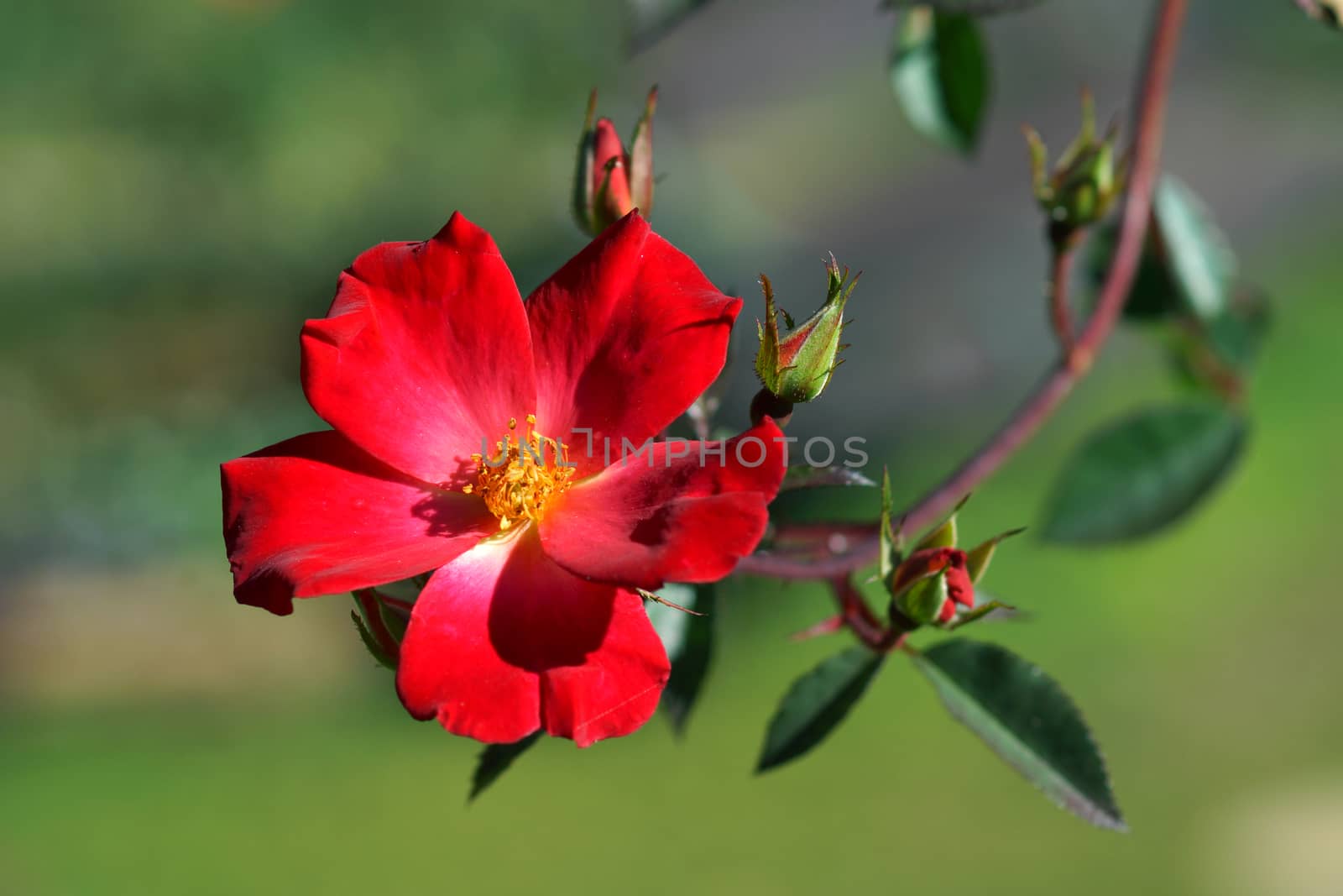 Red roses close up.