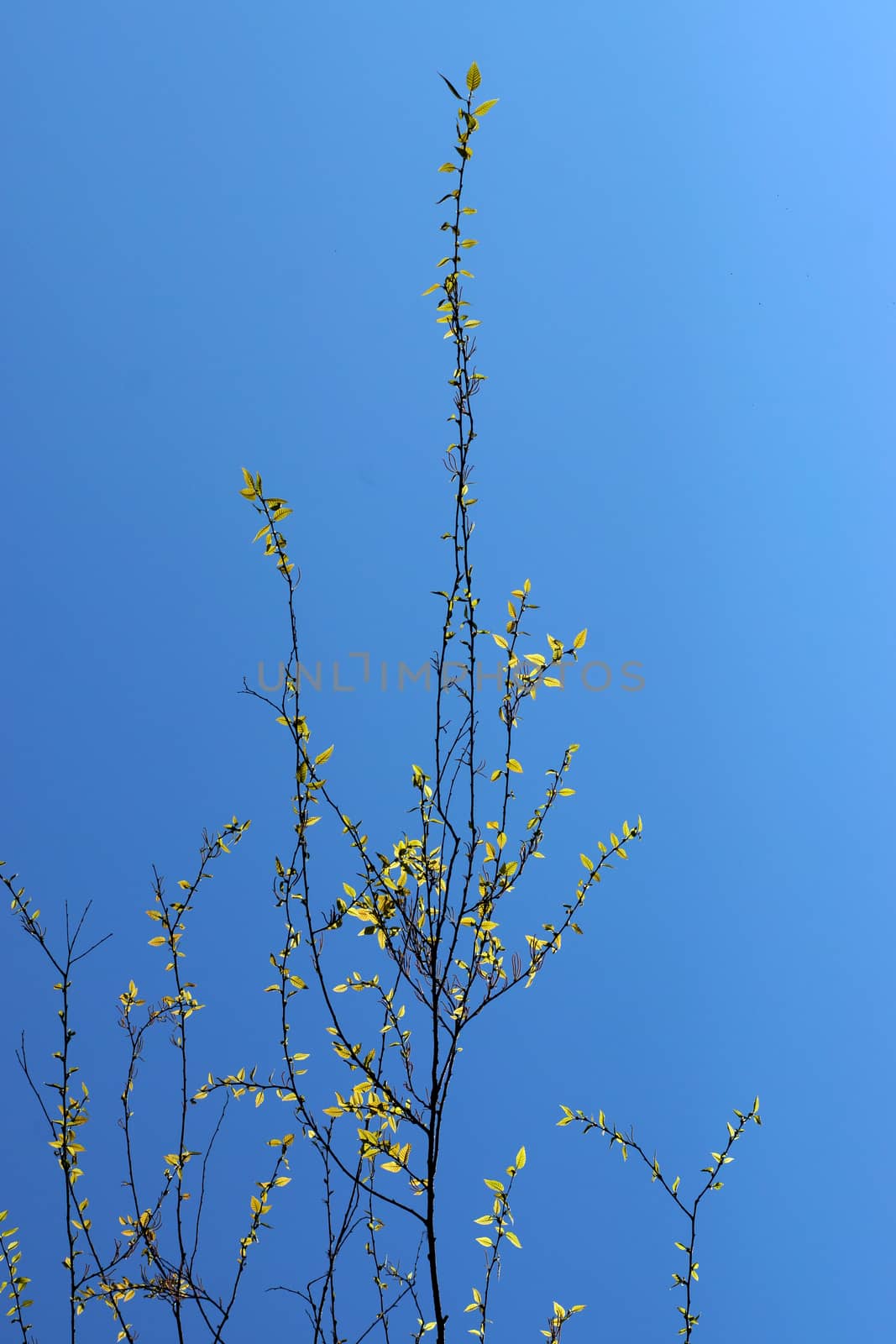 Spring on a background of the sky.