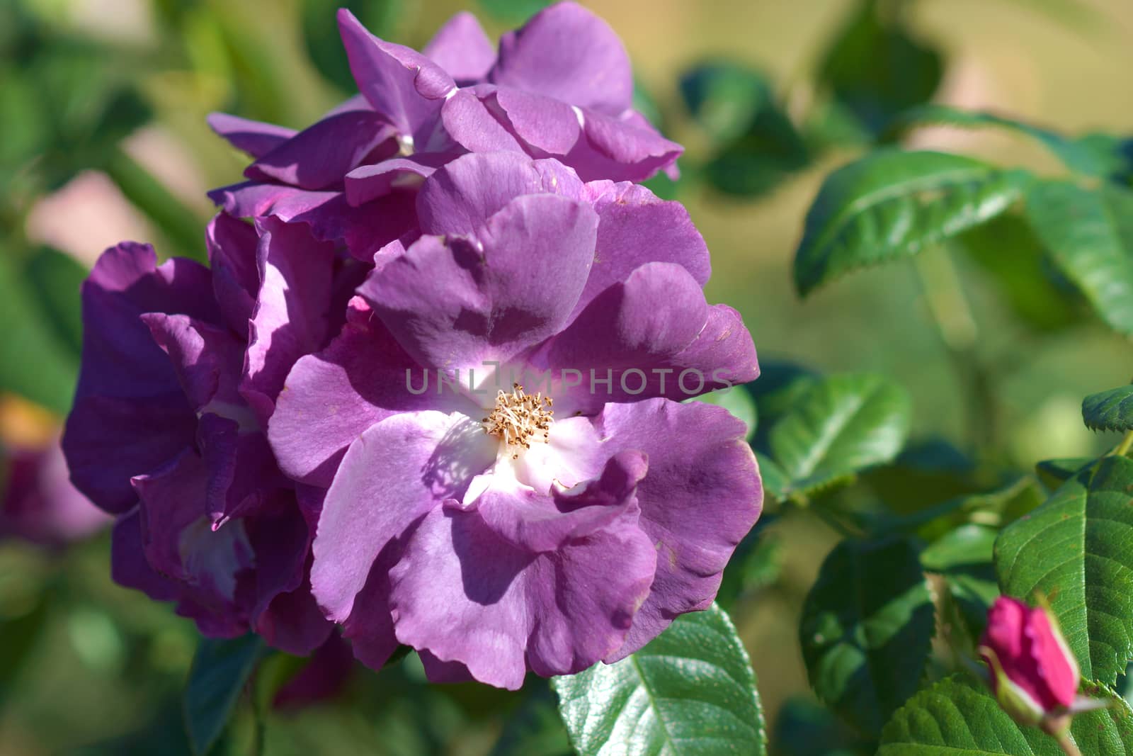 New Rose Introductions from Chamblee Rose Nursery - Blue For You by Noppharat_th