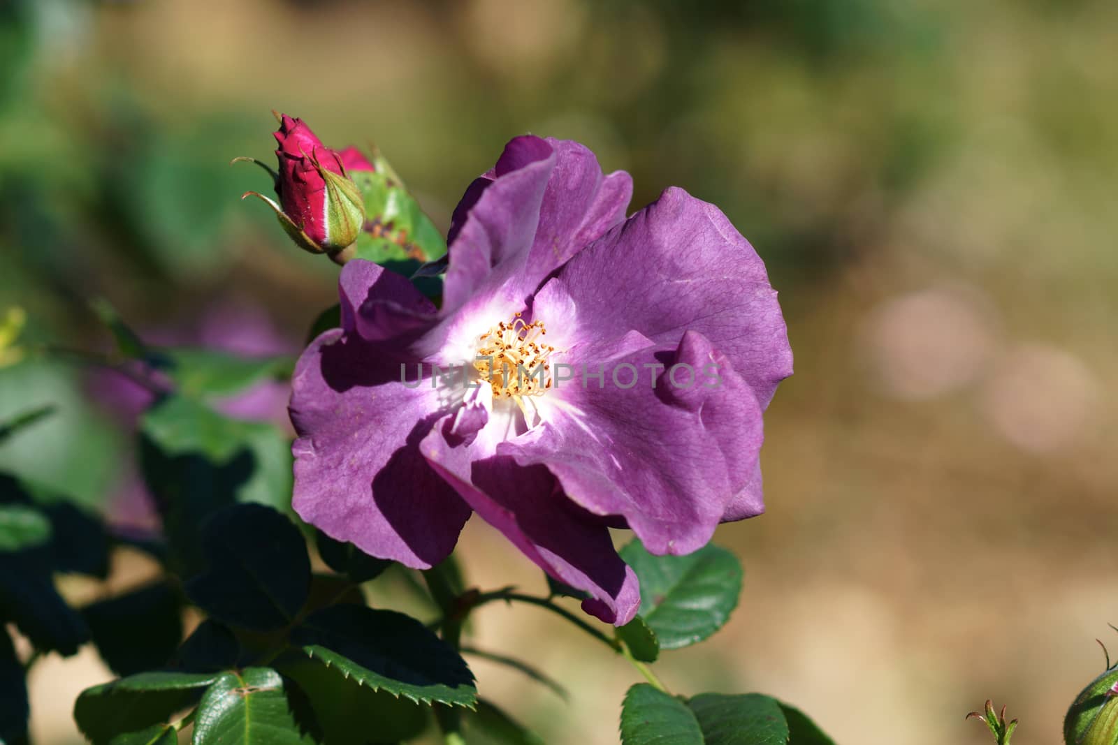 New Rose Introductions from Chamblee Rose Nursery - Blue For You