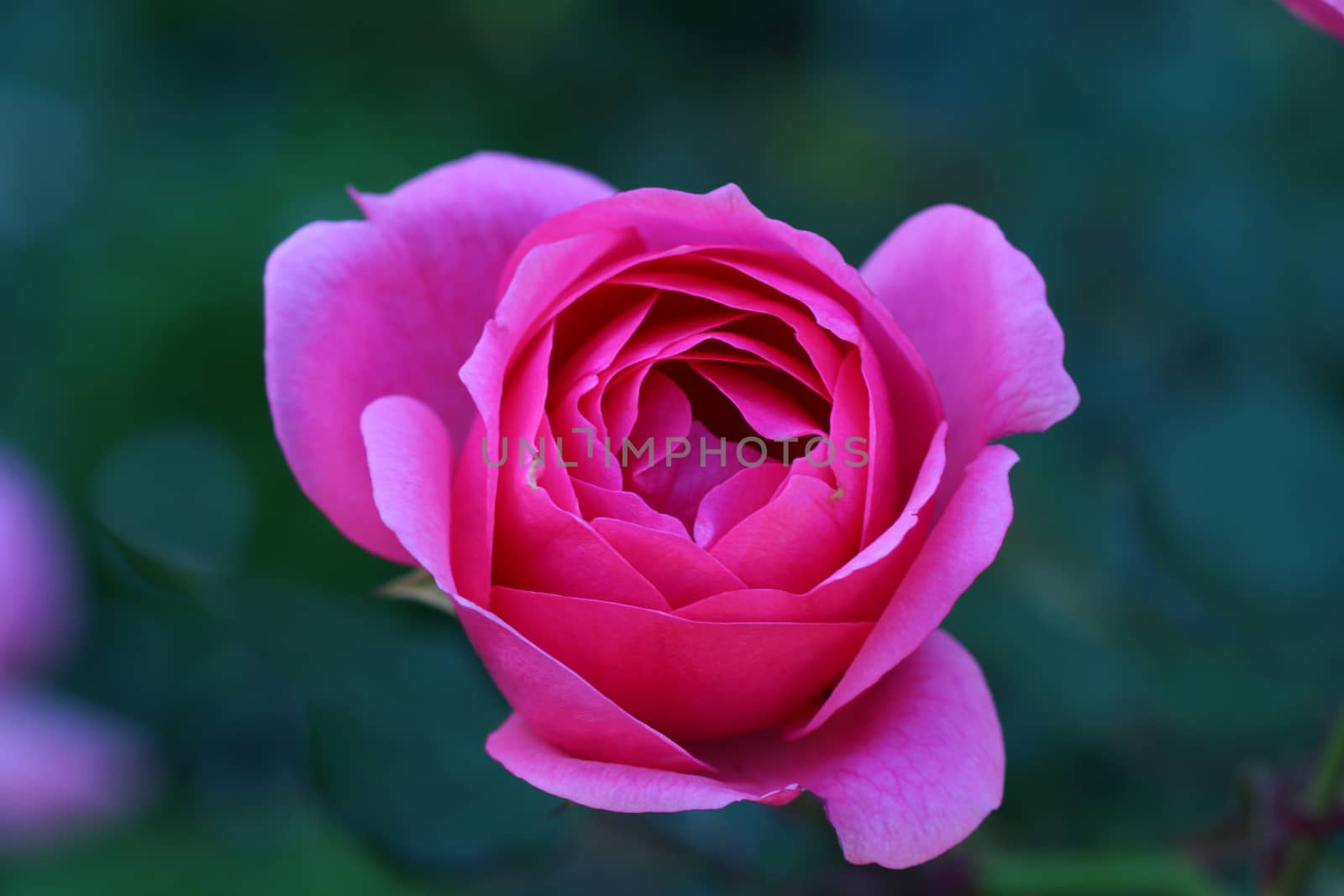 Pink roses close up. by Noppharat_th