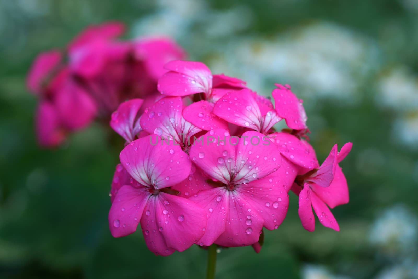 Geranium flowers in the garden by Noppharat_th