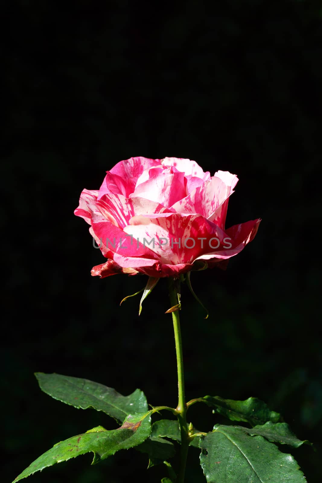 Red roses and white stripes by Noppharat_th