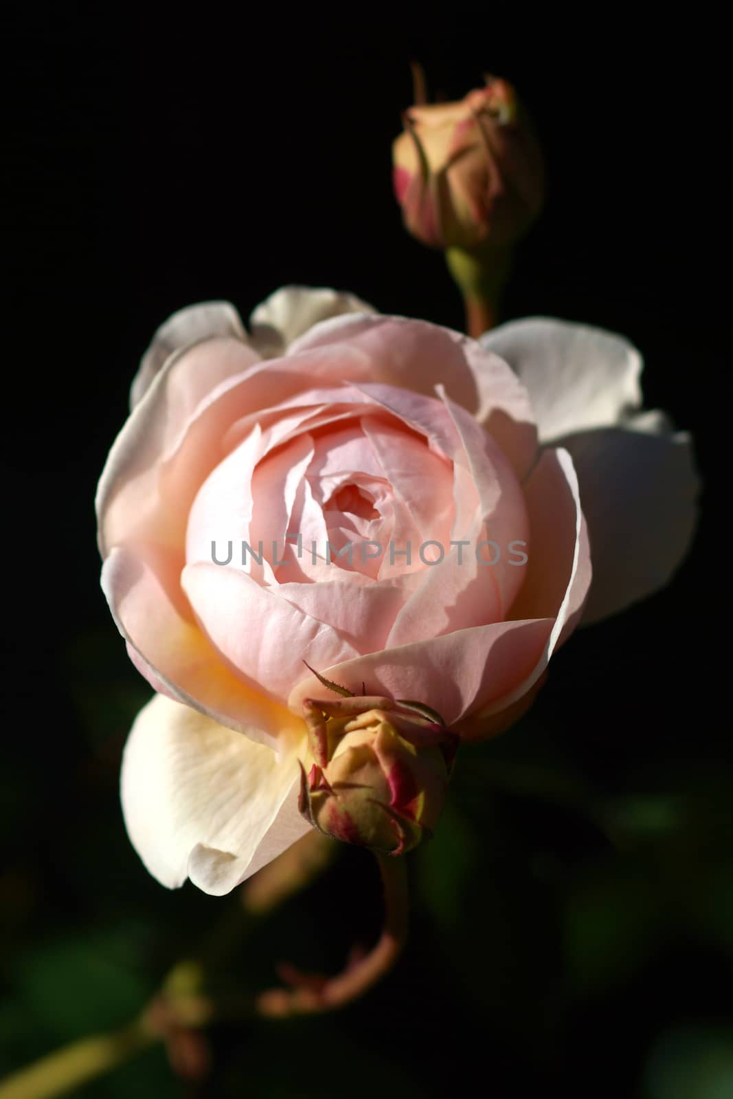 roses close up.