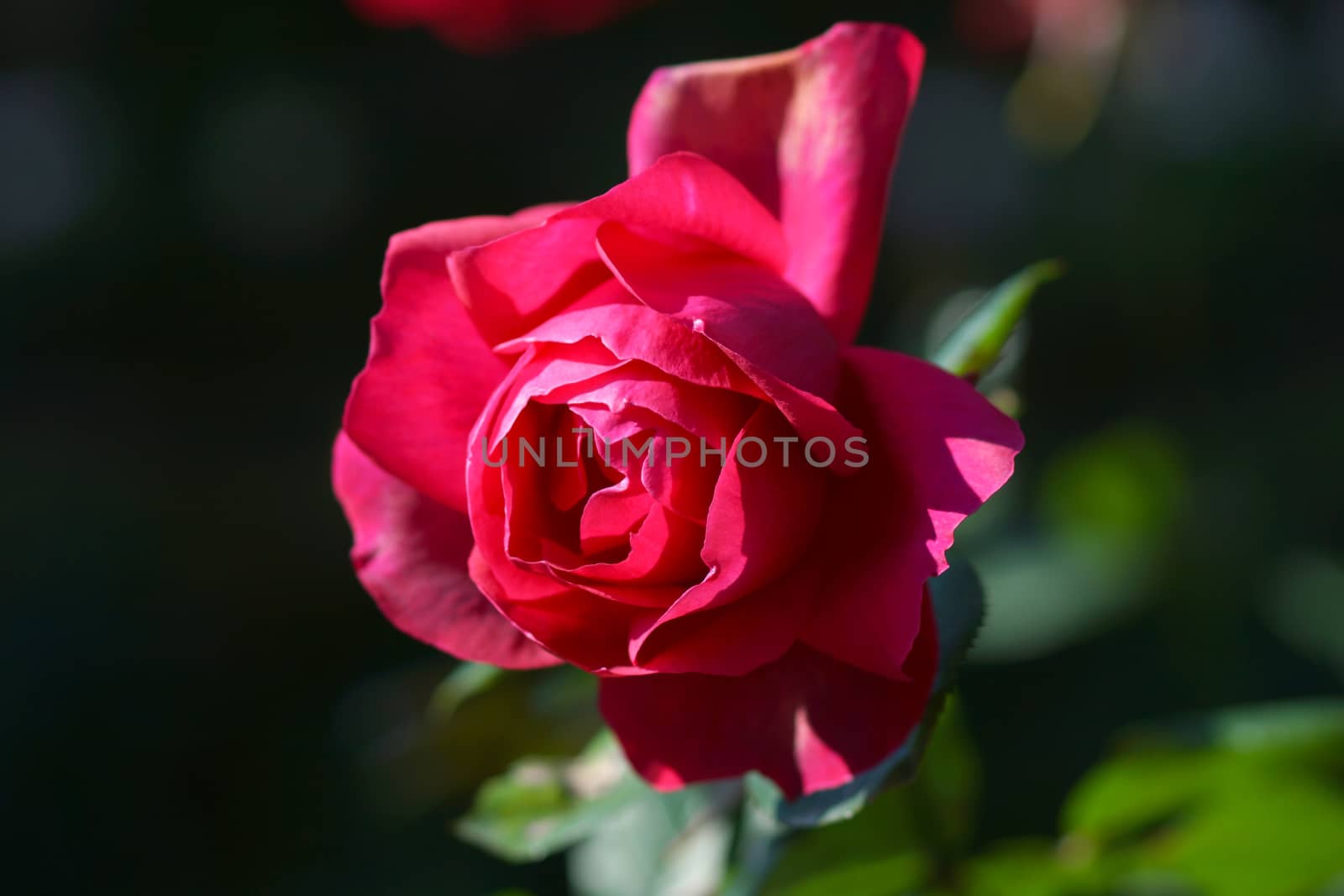 roses close up. by Noppharat_th