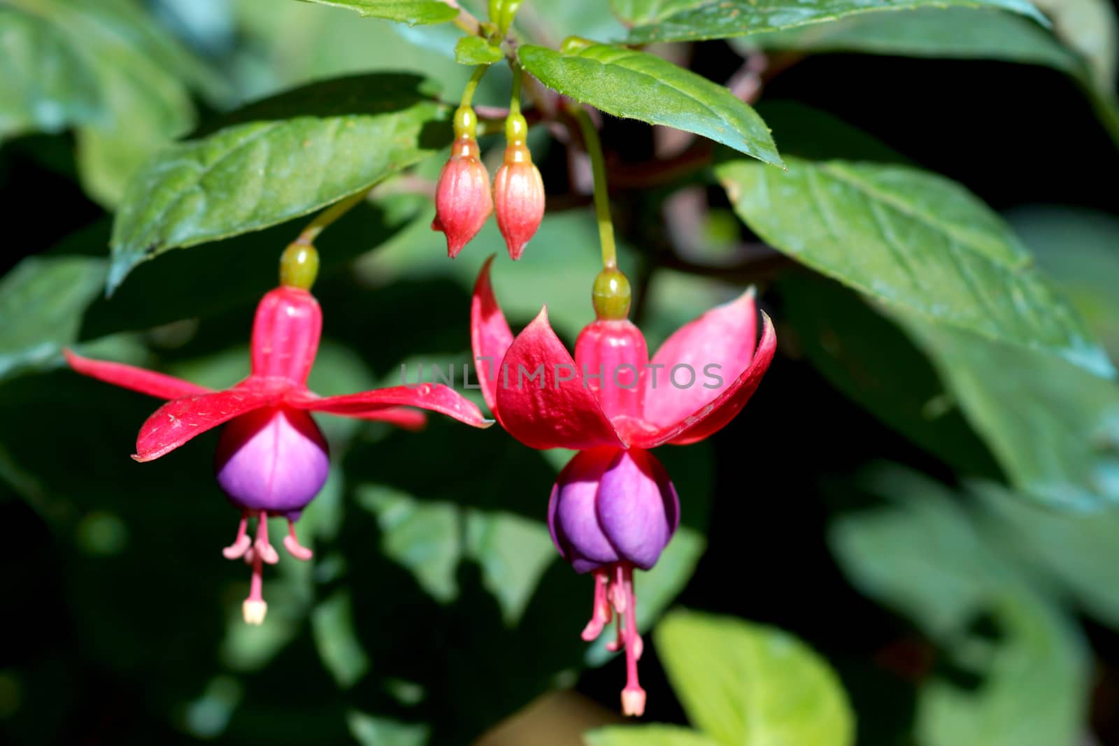 Beautiful Fuchsia flowers by Noppharat_th