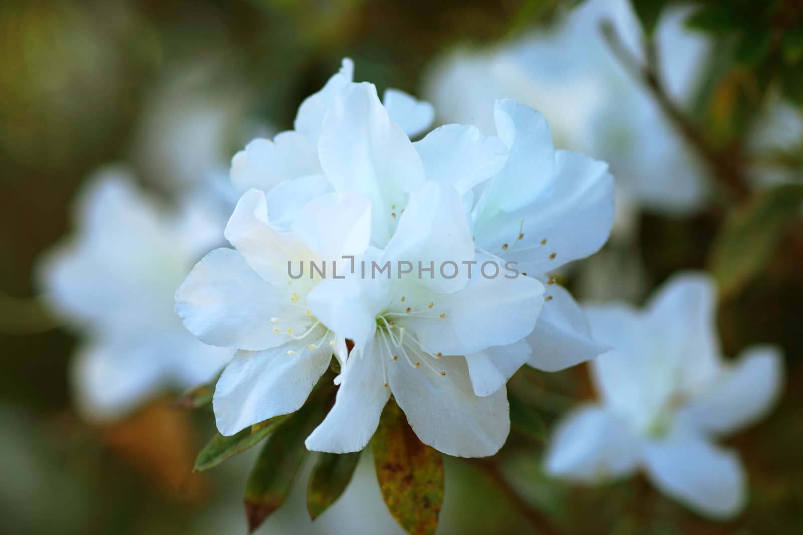 White azalea flowers in spring.