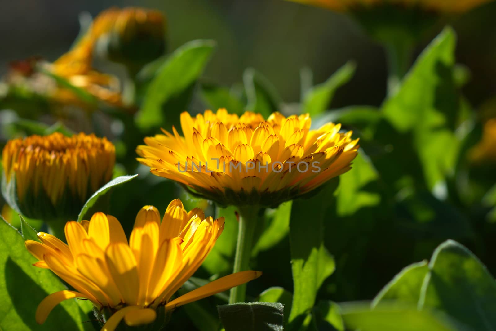 yellow flower