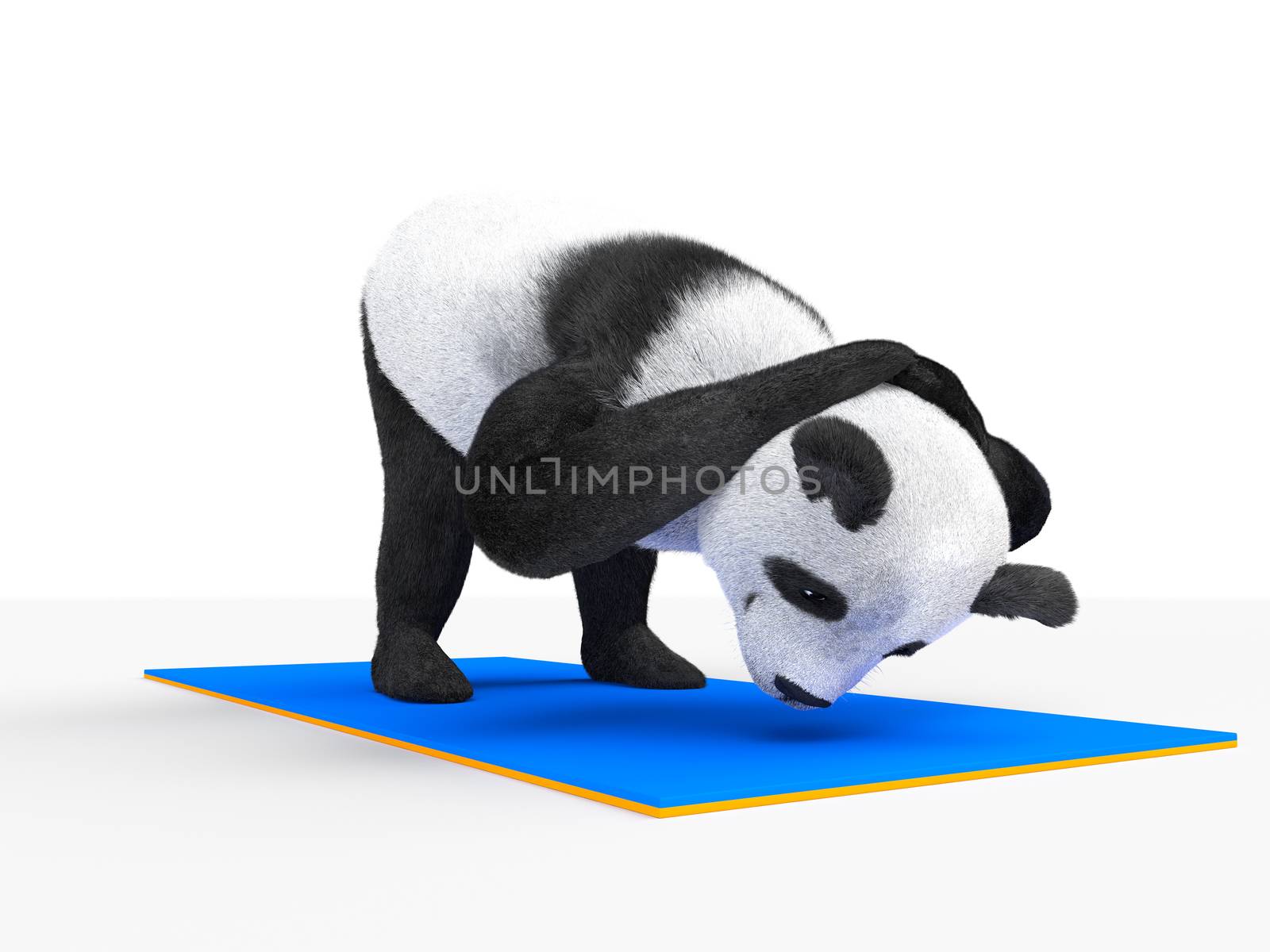 Panda leans forward and pulled his head to floor. Stretching the muscles of the back on a rug