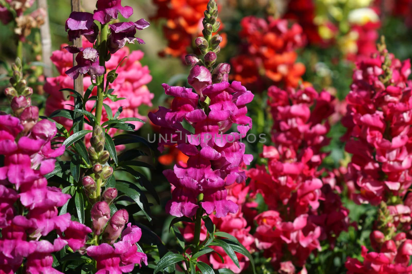 crimson antirrhinum (snapdragon) flower by Noppharat_th