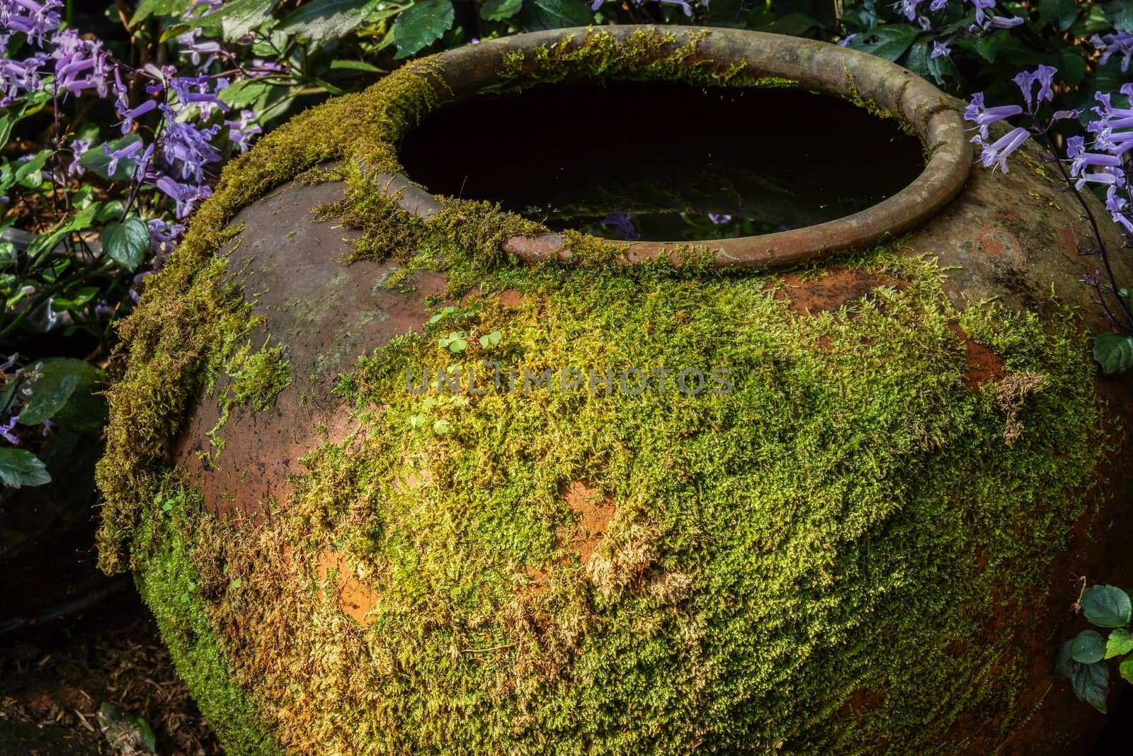 Moss on ancient pottery