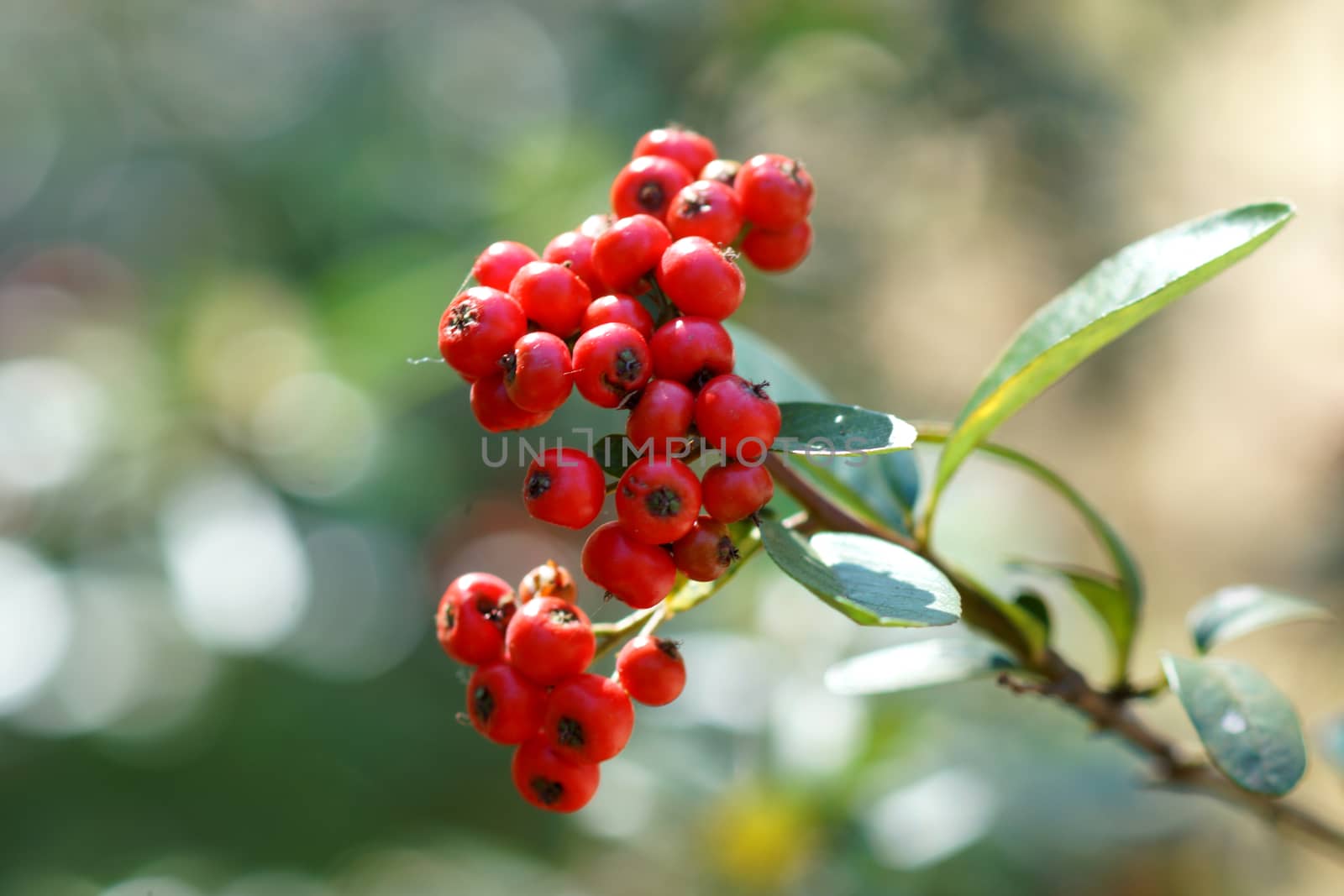 fresh red tasteful berry hanging on the bush ready for picking