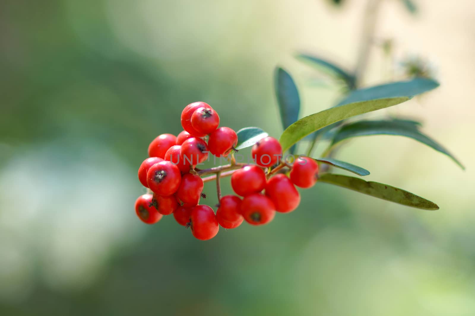 fresh red tasteful berry hanging on the bush ready for picking