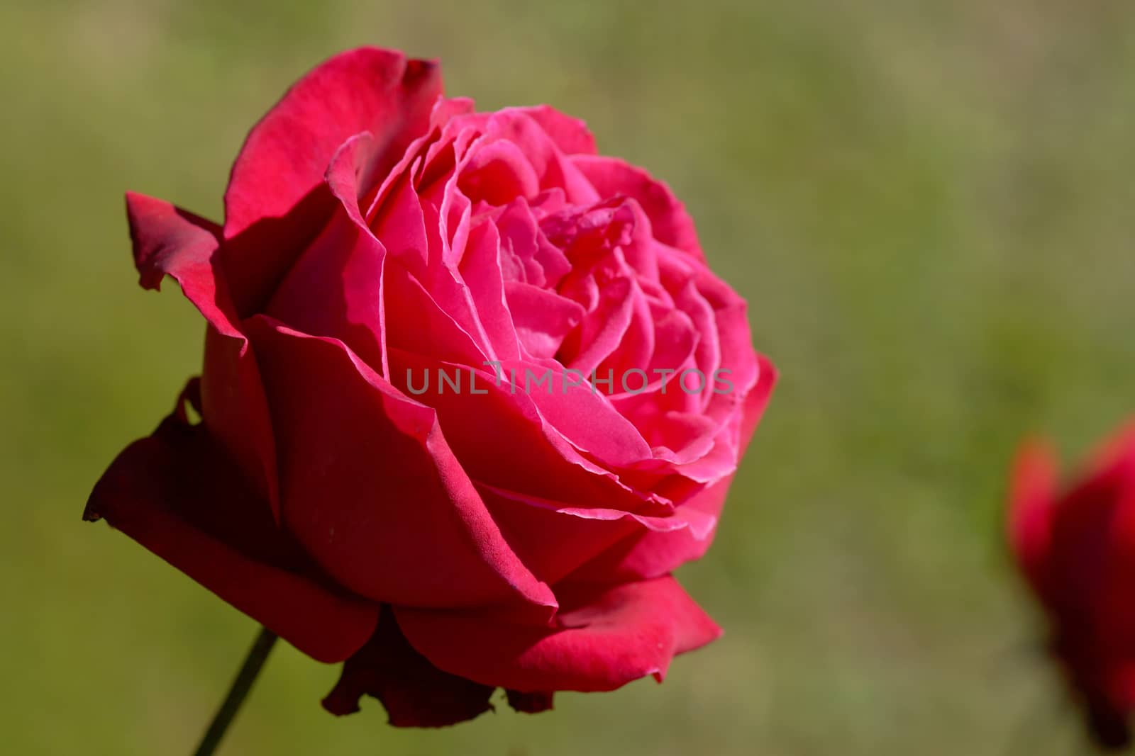 Natural red roses