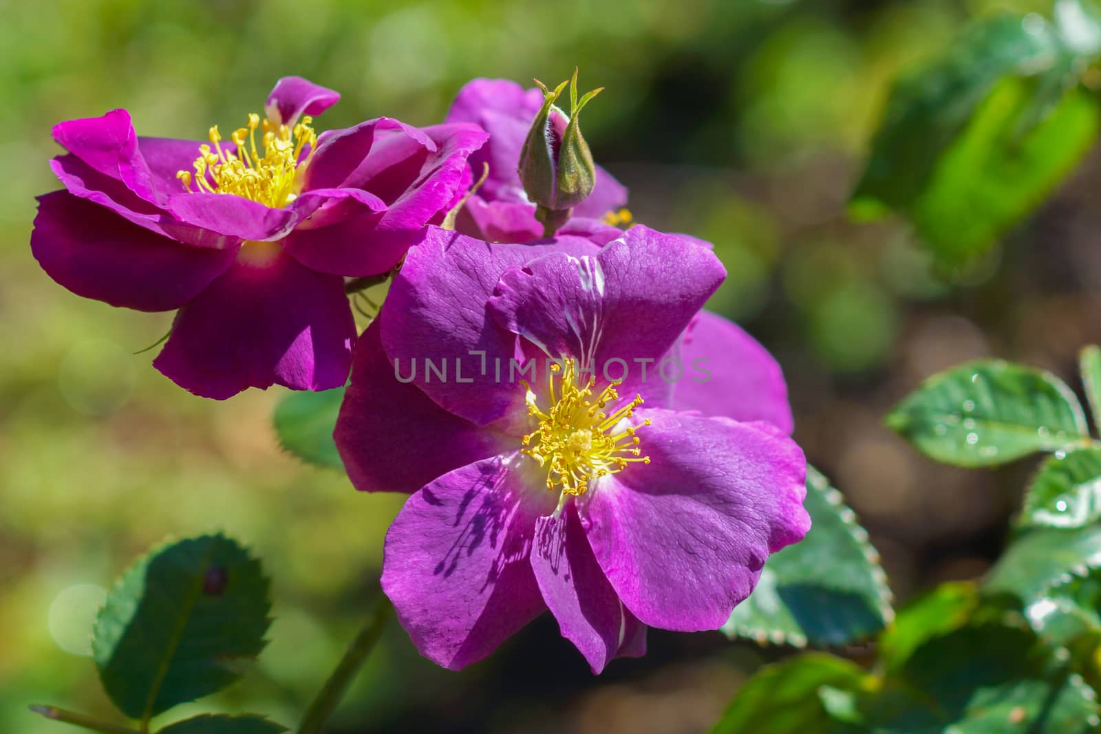 Some purple yellow roses in the garden