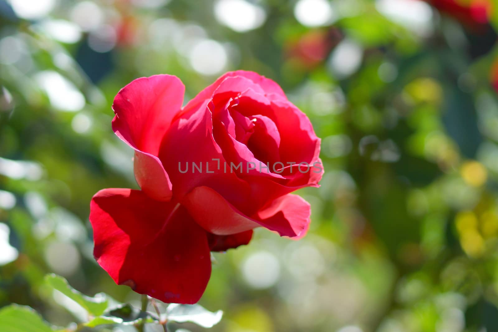 Natural red roses