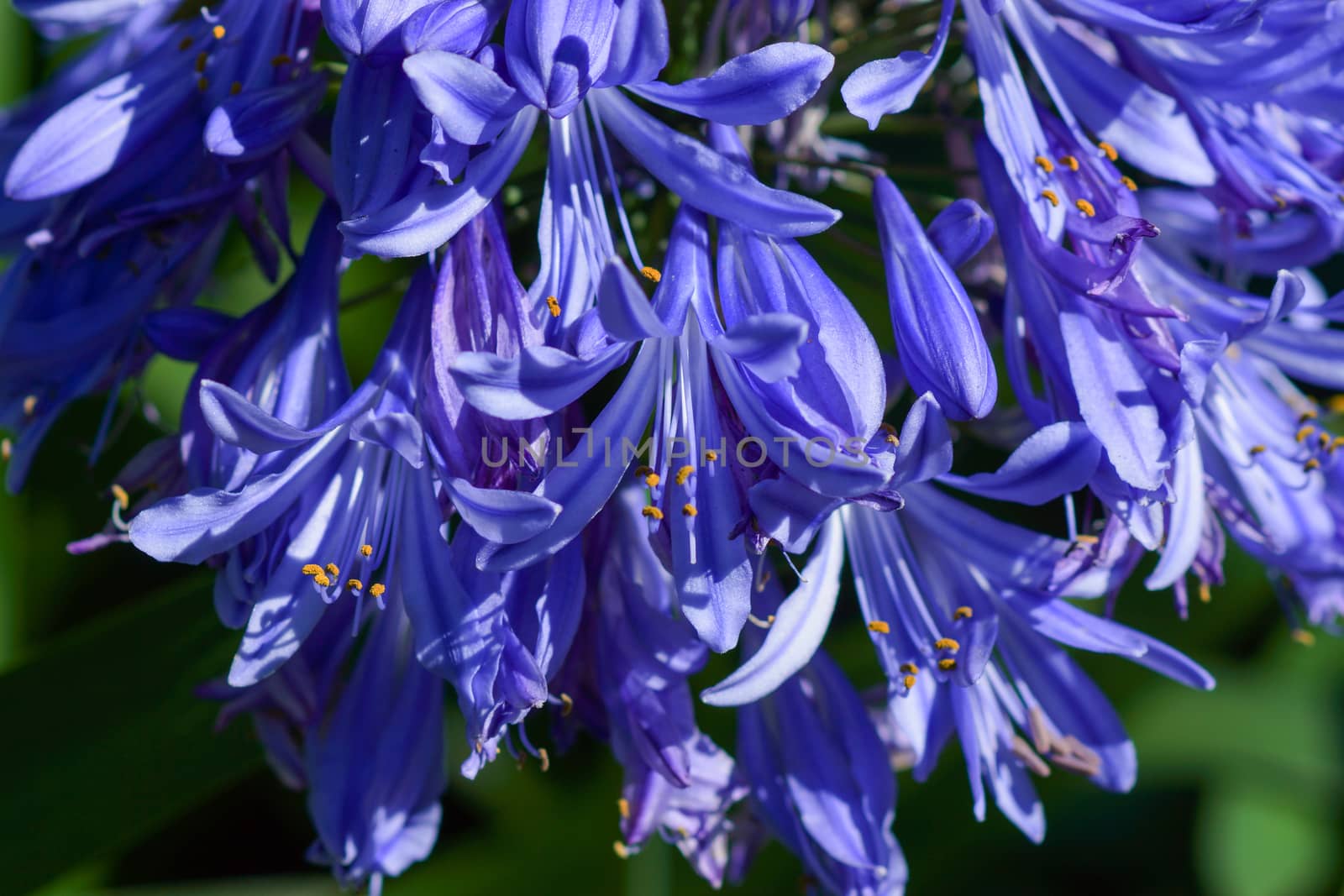 Agapanthus Lily of the Nile Flower by Noppharat_th