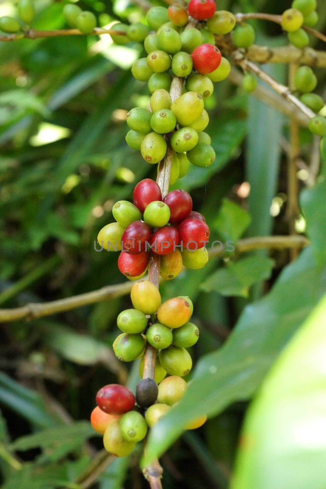 Fresh coffee beans on the tree