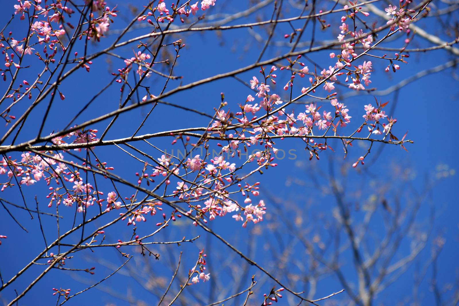 Pink Flower "Wild Himalayan Cherry". by Noppharat_th