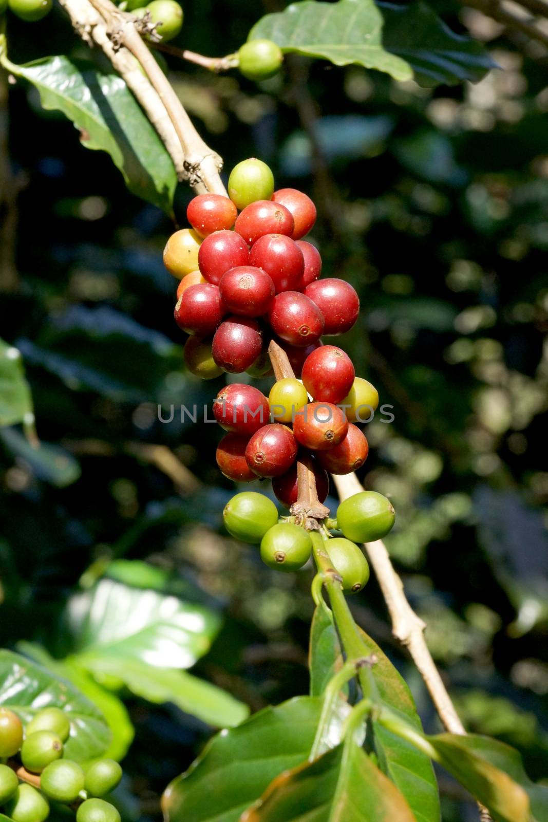 Fresh coffee beans on the tree