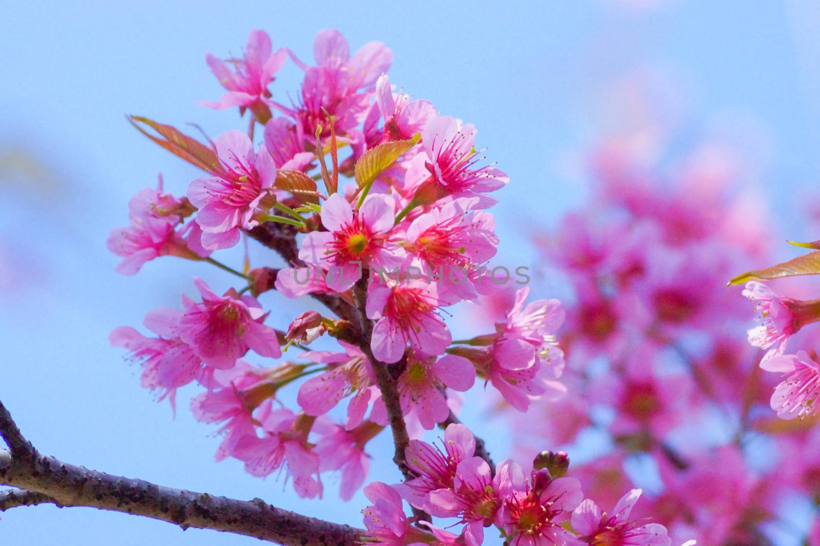 Pink Flower "Wild Himalayan Cherry".