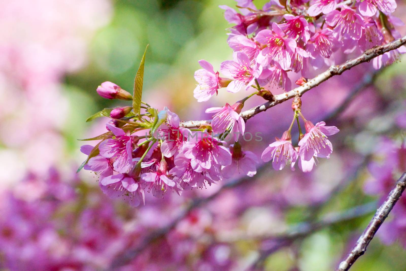 Pink Flower "Wild Himalayan Cherry". by Noppharat_th