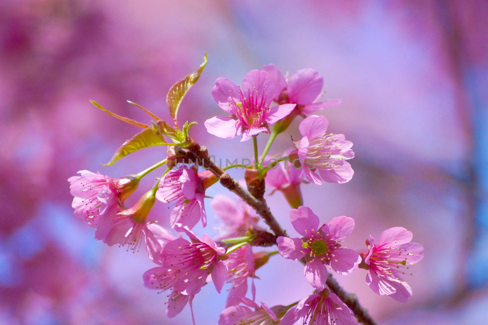 Pink Flower "Wild Himalayan Cherry".