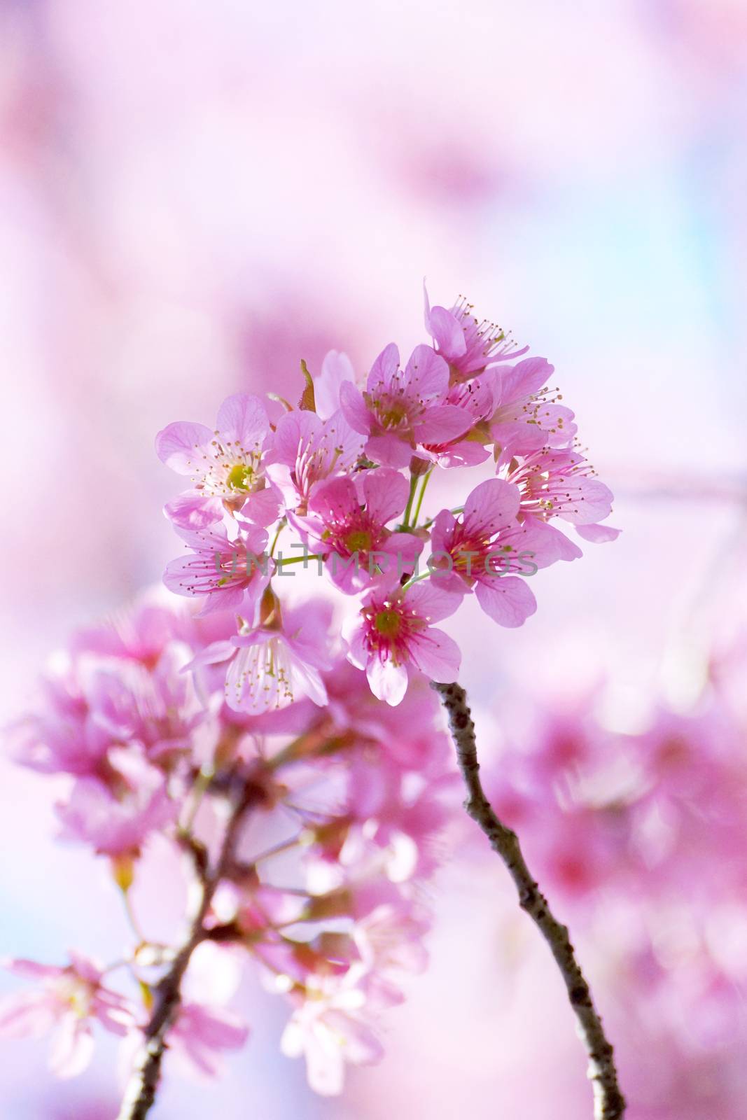 Pink Flower "Wild Himalayan Cherry".