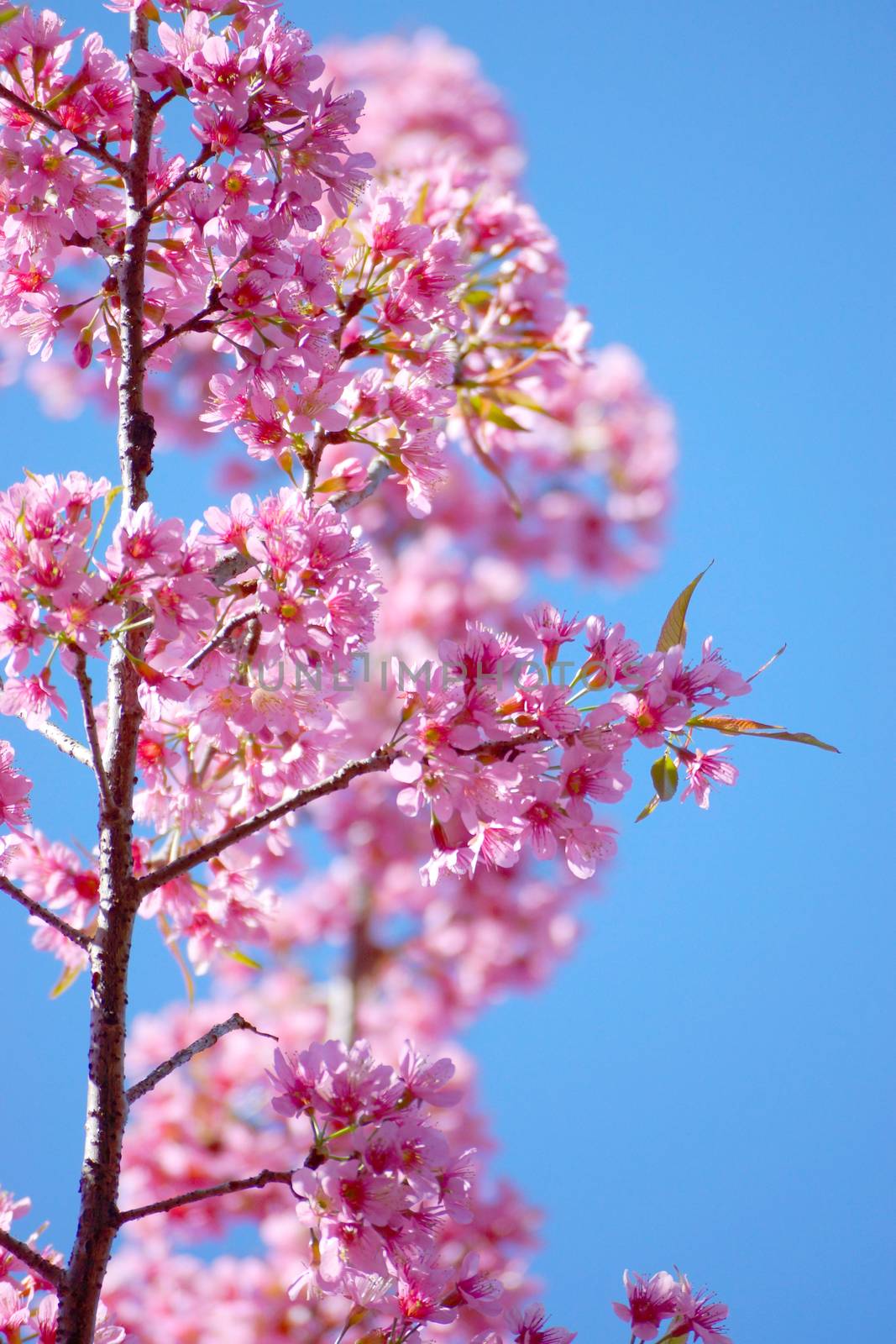 Pink Flower "Wild Himalayan Cherry". by Noppharat_th